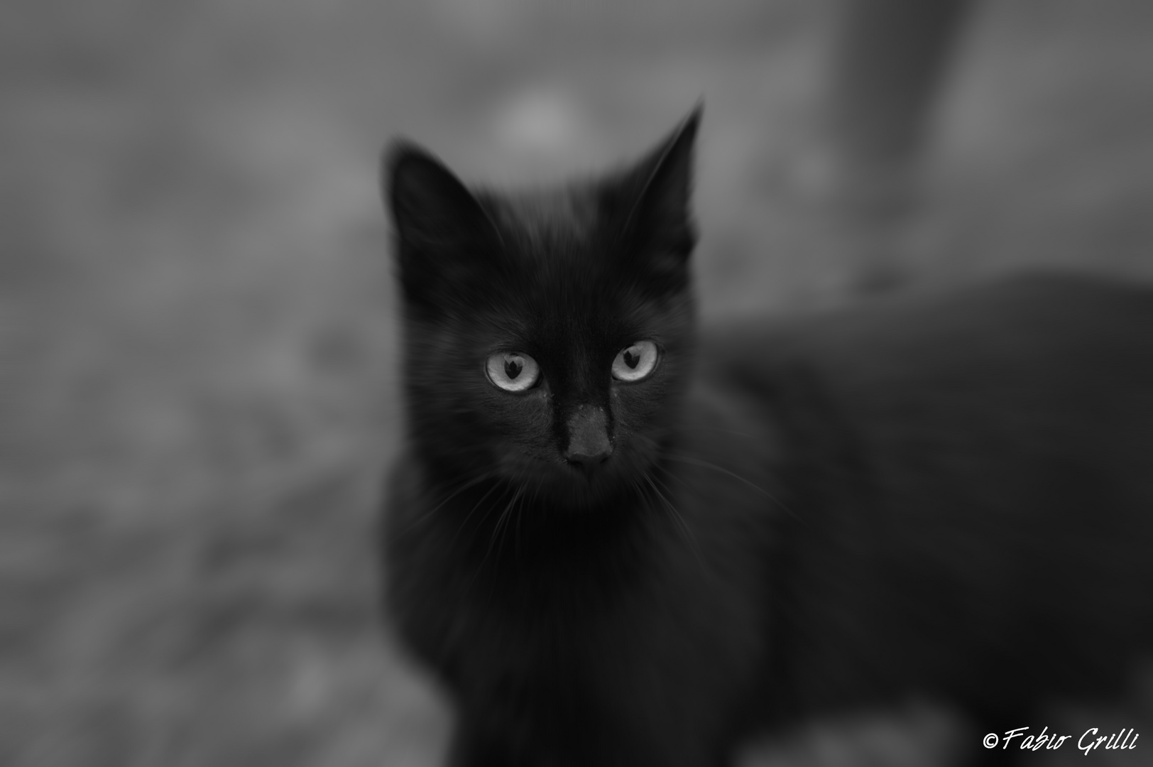 Black and.......cat