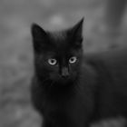 Black and.......cat