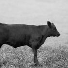 Black Angus