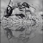 Black ant