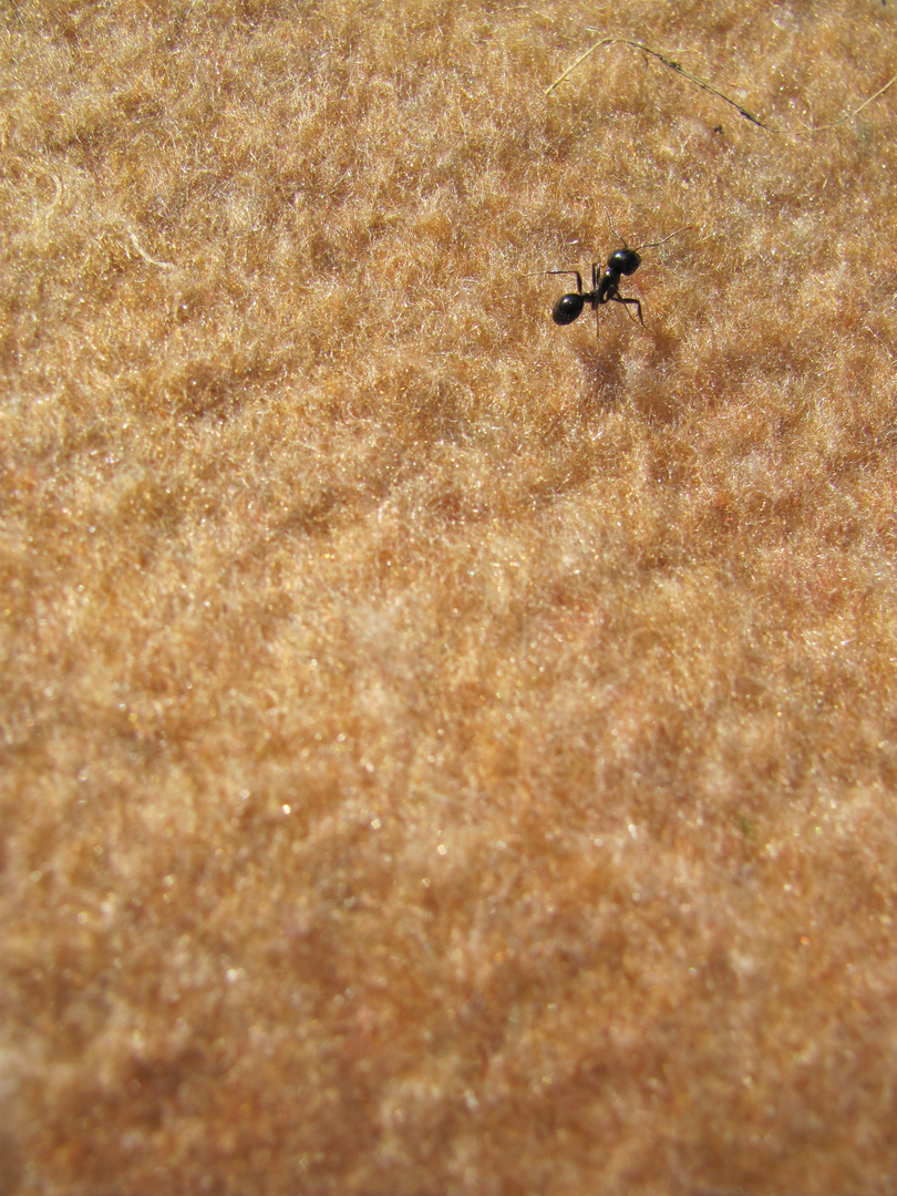 black ant