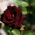 black baccara 