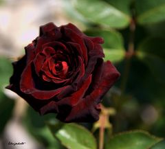 black baccara 