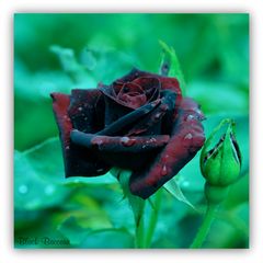 Black Baccara