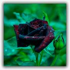 Black Baccara