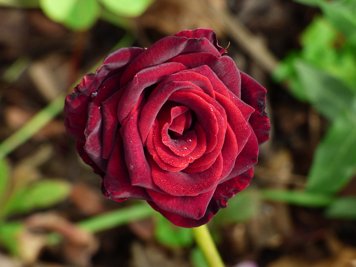 Black Baccara