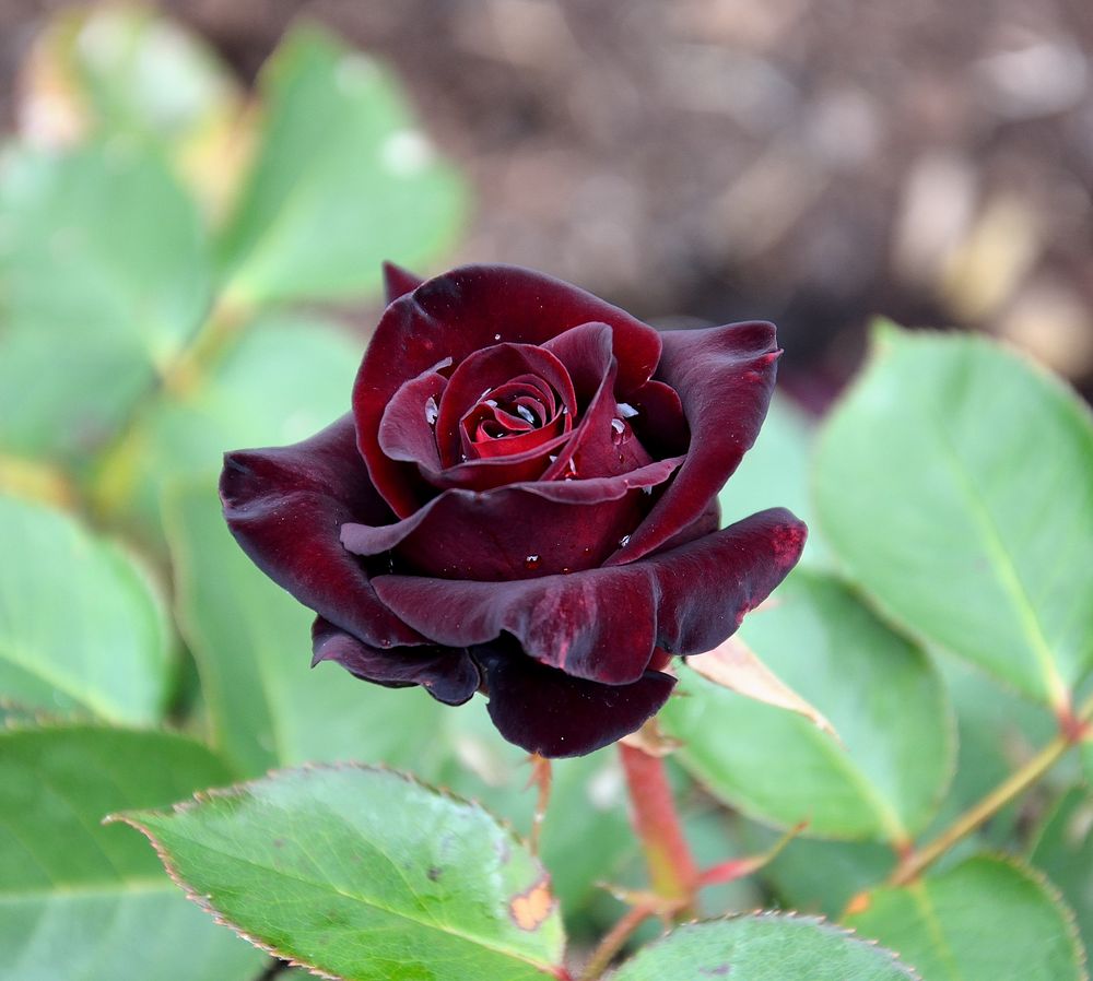 black Baccara