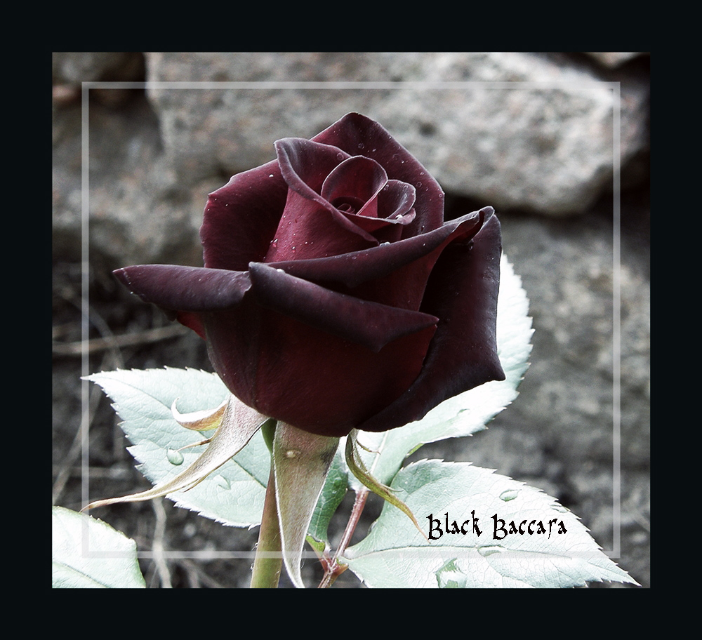 Black Baccara