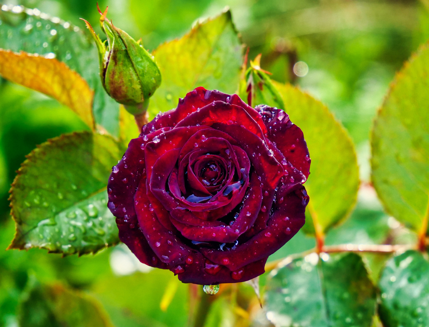 Black Baccara im Regen