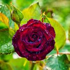 Black Baccara im Regen