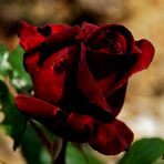 Black Baccara, la "rose noire"