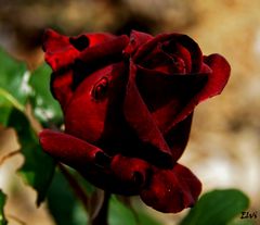 Black Baccara, la "rose noire"