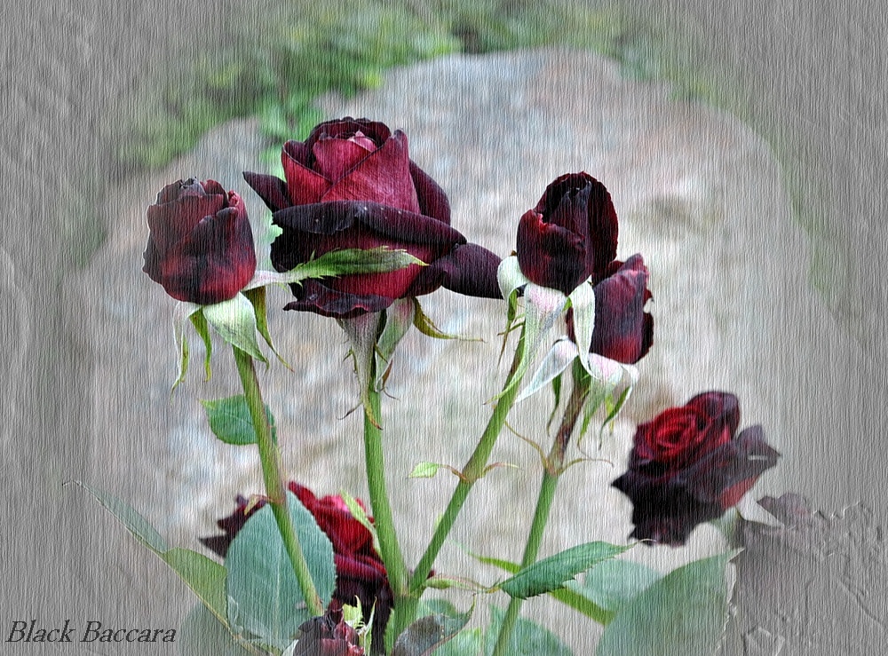 Black Baccara Rose