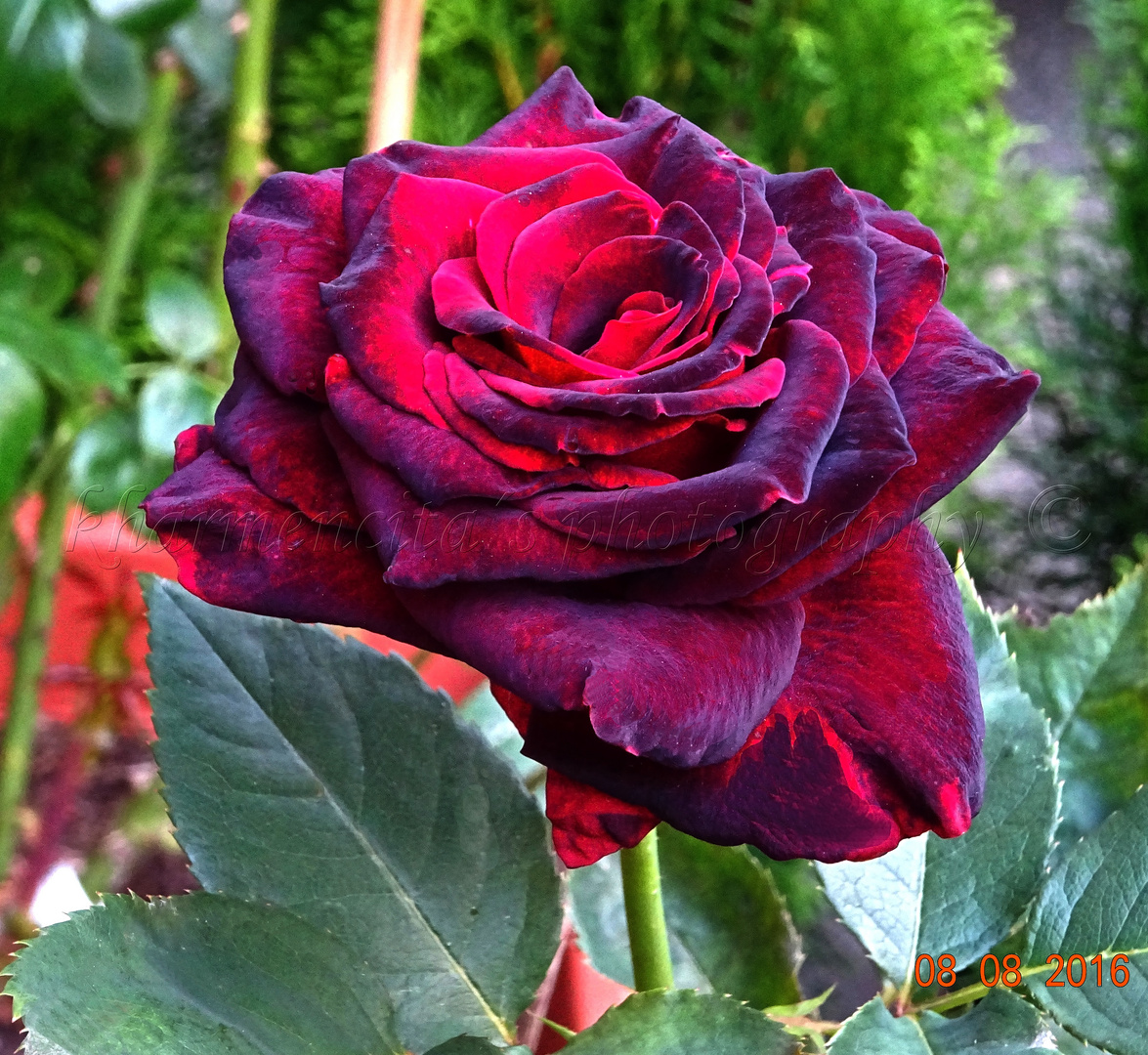 BLACK  BACCARA  ROSE