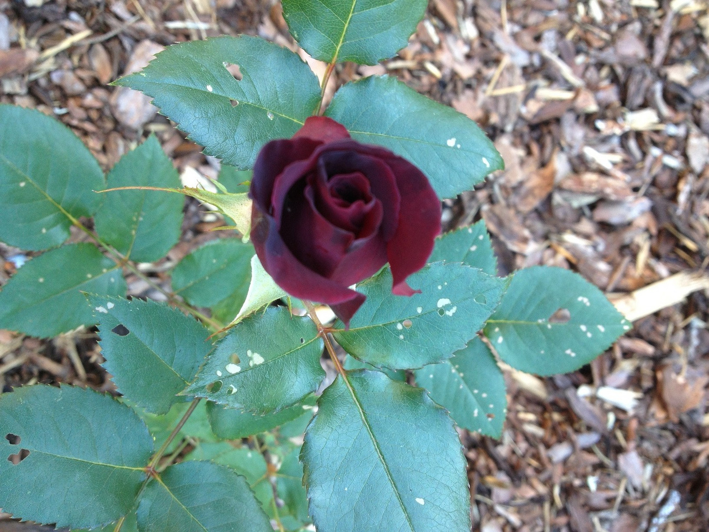 Black Baccara Rose