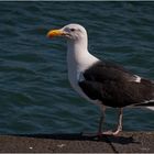 Black Backed Gull