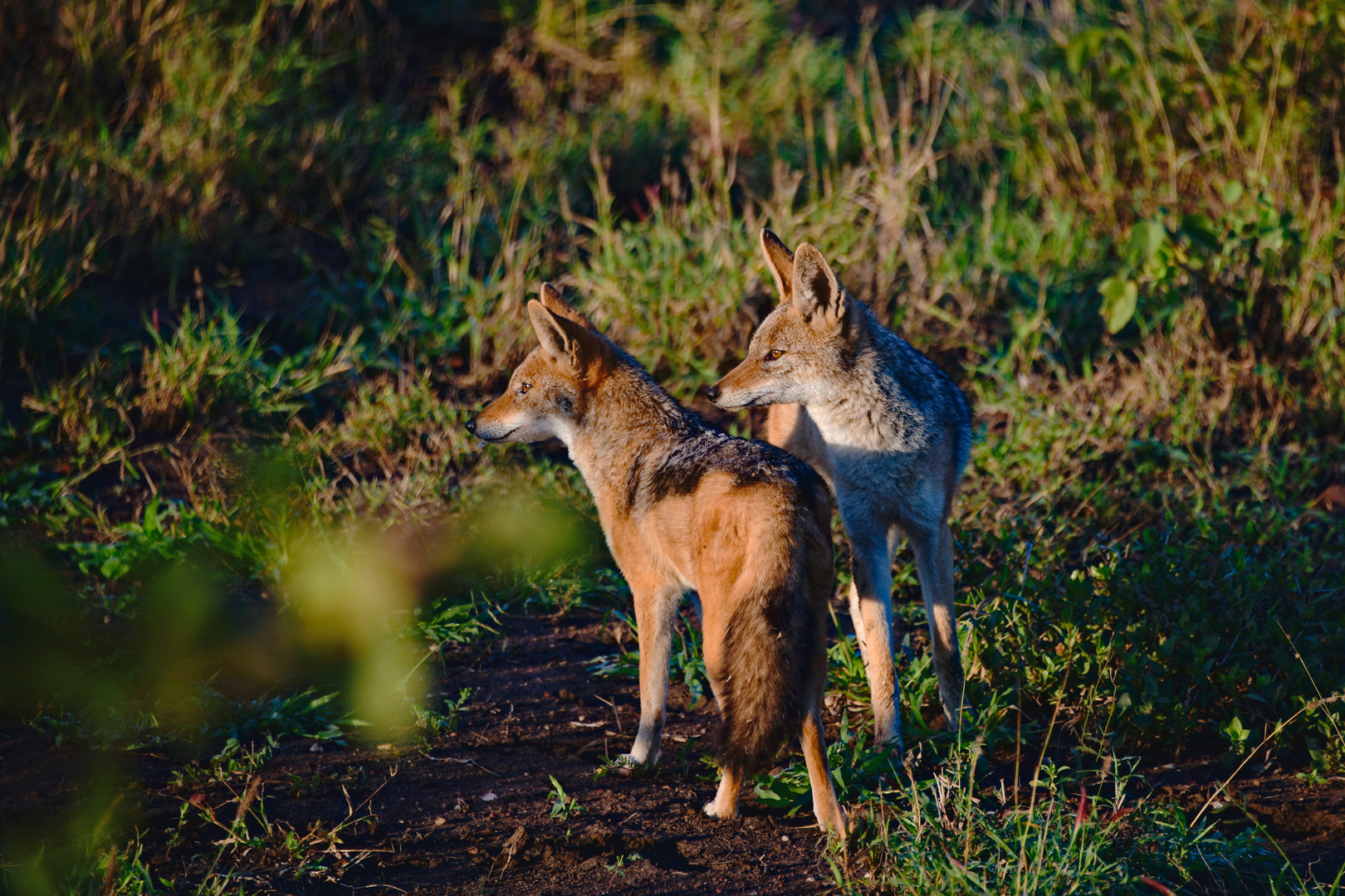 Black-backed jackal