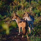 Black-backed jackal