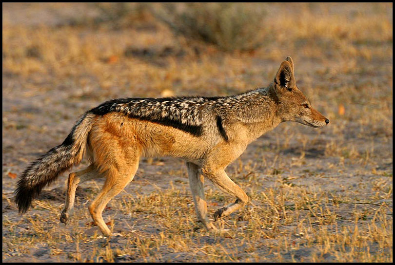 Black-backed Jackal