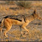 Black-backed Jackal