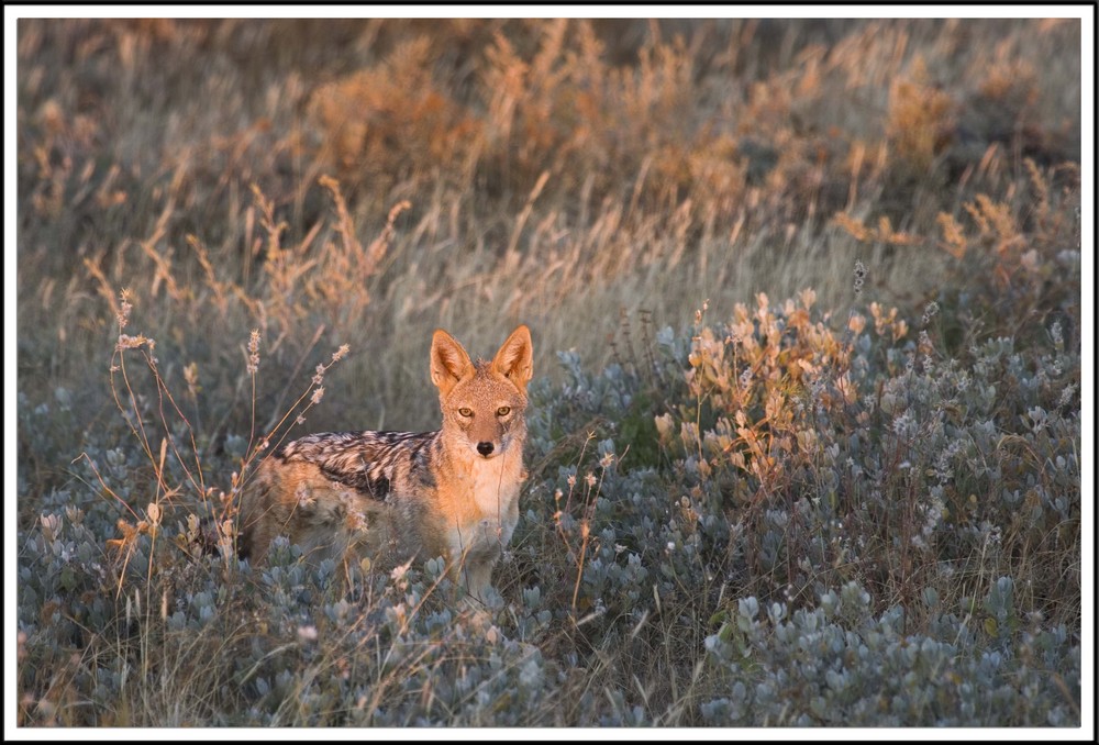 Black-backed Jackal