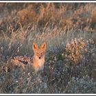 Black-backed Jackal