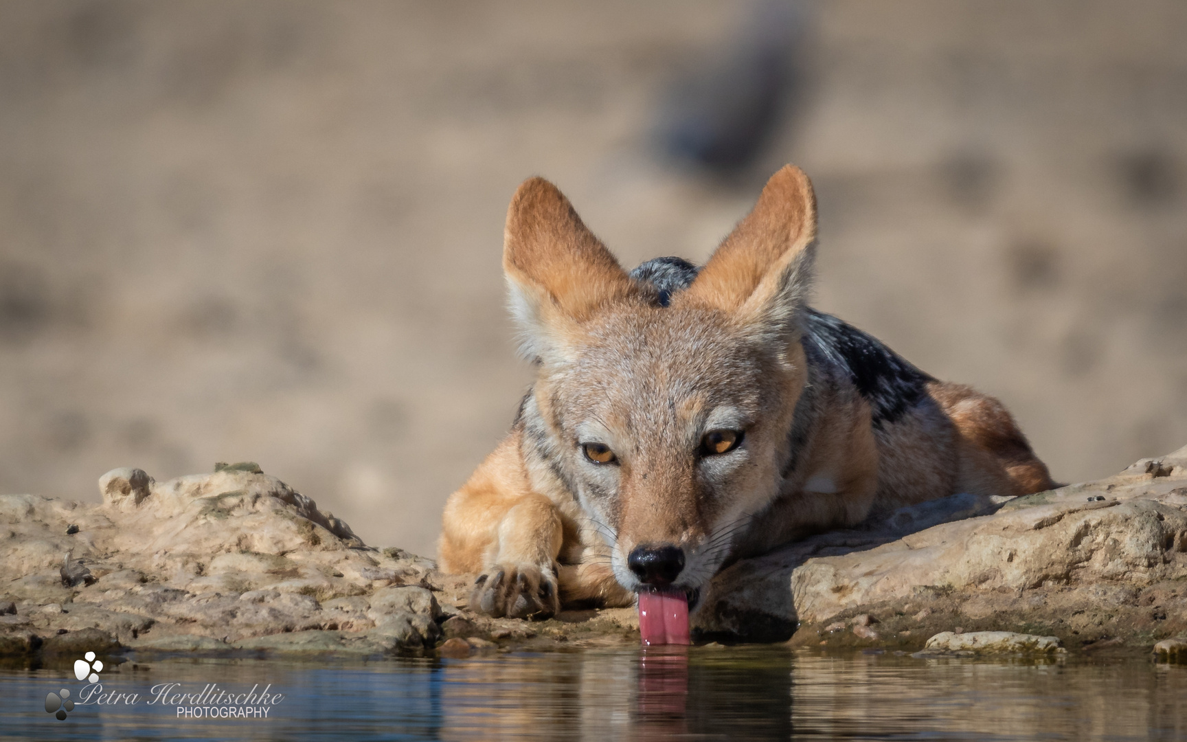 Black-backed Jackal