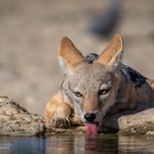 Black-backed Jackal