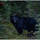 Black Bear