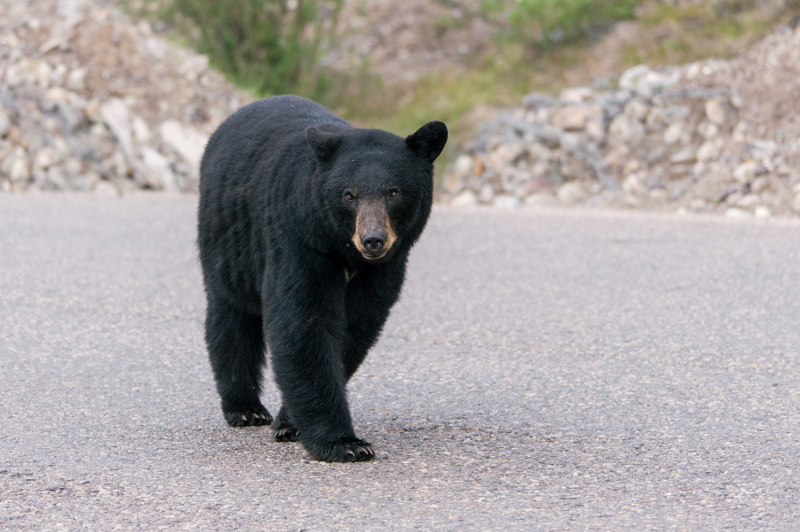 Black Bear