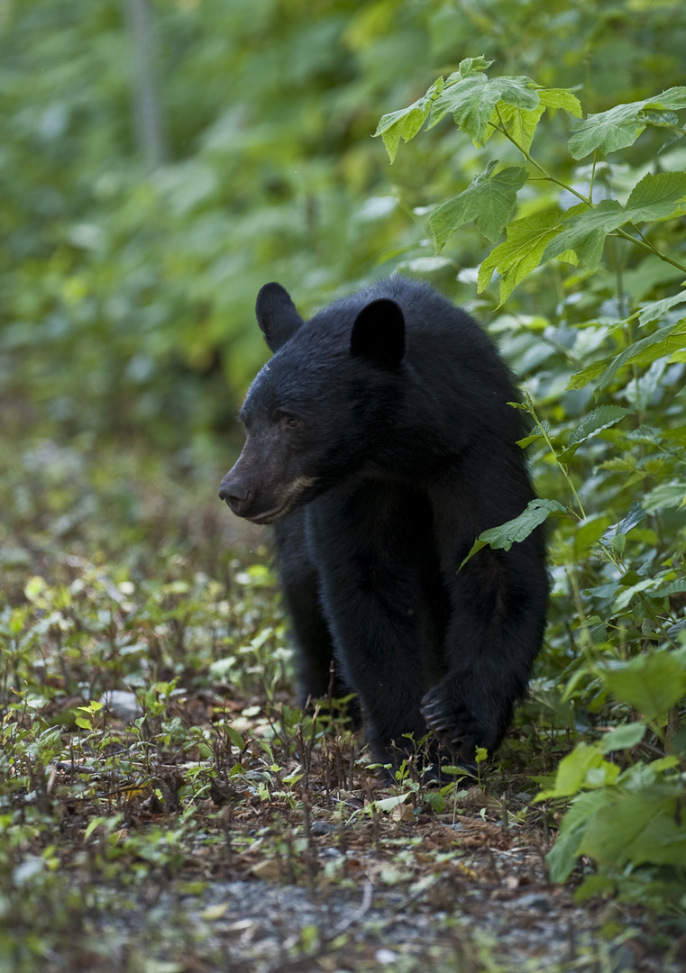 black bear