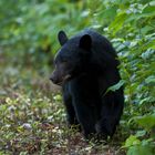 black bear