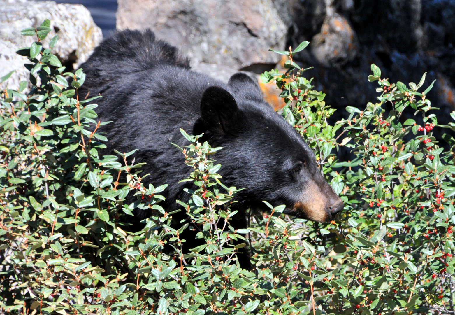 Black bear