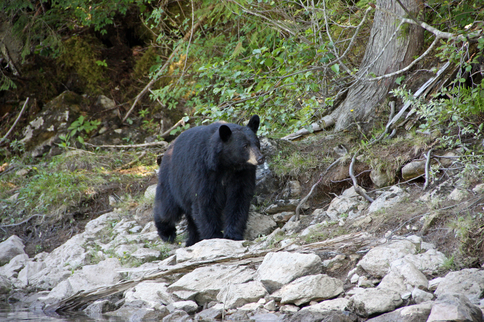 Black Bear am Thompson River, Alberta Canada