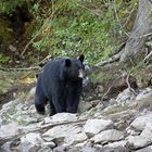 Black Bear am Thompson River, Alberta Canada