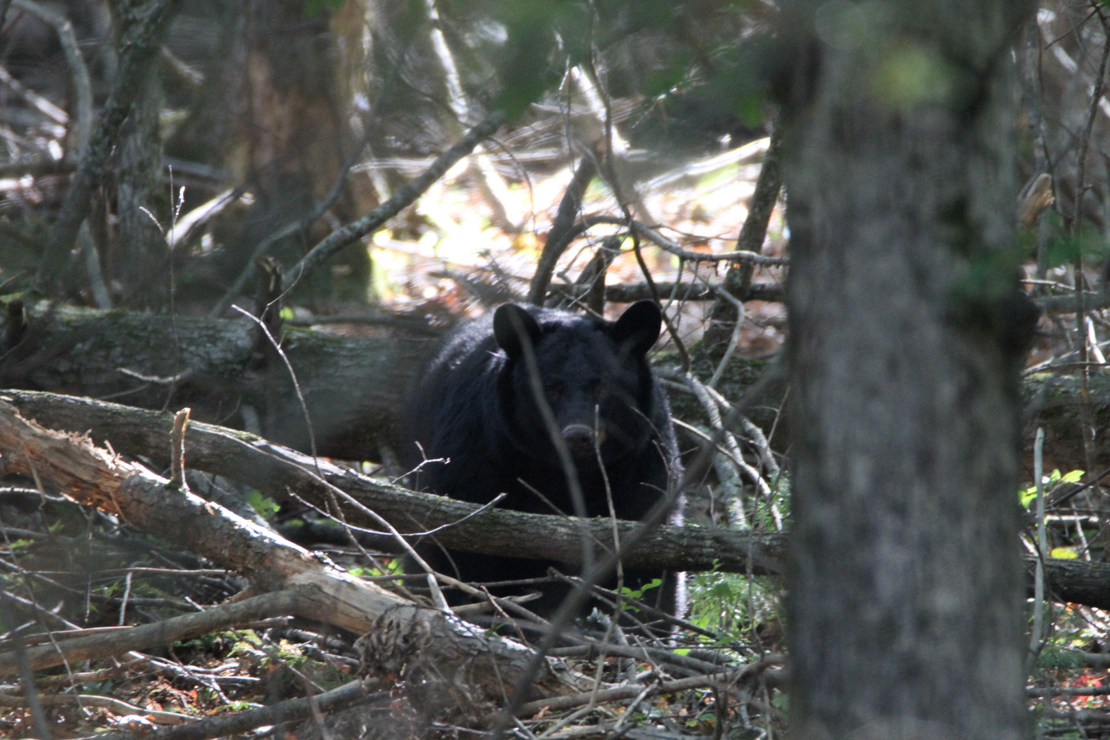 Black Bear