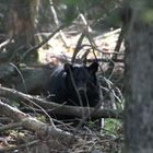 Black Bear