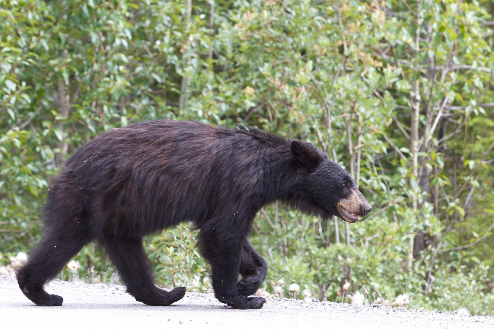 Black Bear - Banff NP AL Canada