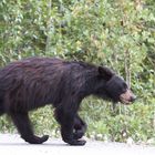 Black Bear - Banff NP AL Canada