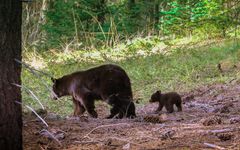 Black Bear ( Baribal )