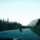 Black Bear Crossing Road