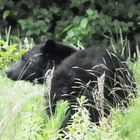 black bear feeding... bc mountains