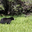 Black Bear