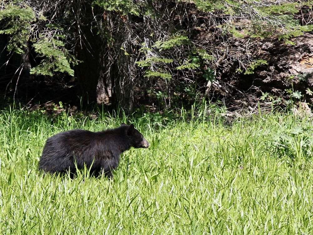 Black Bear