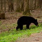 Black Bear - Great Smoky Mountains N.P. - Tennessee - USA