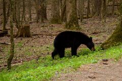 Black Bear - Great Smoky Mountains N.P. - Tennessee - USA