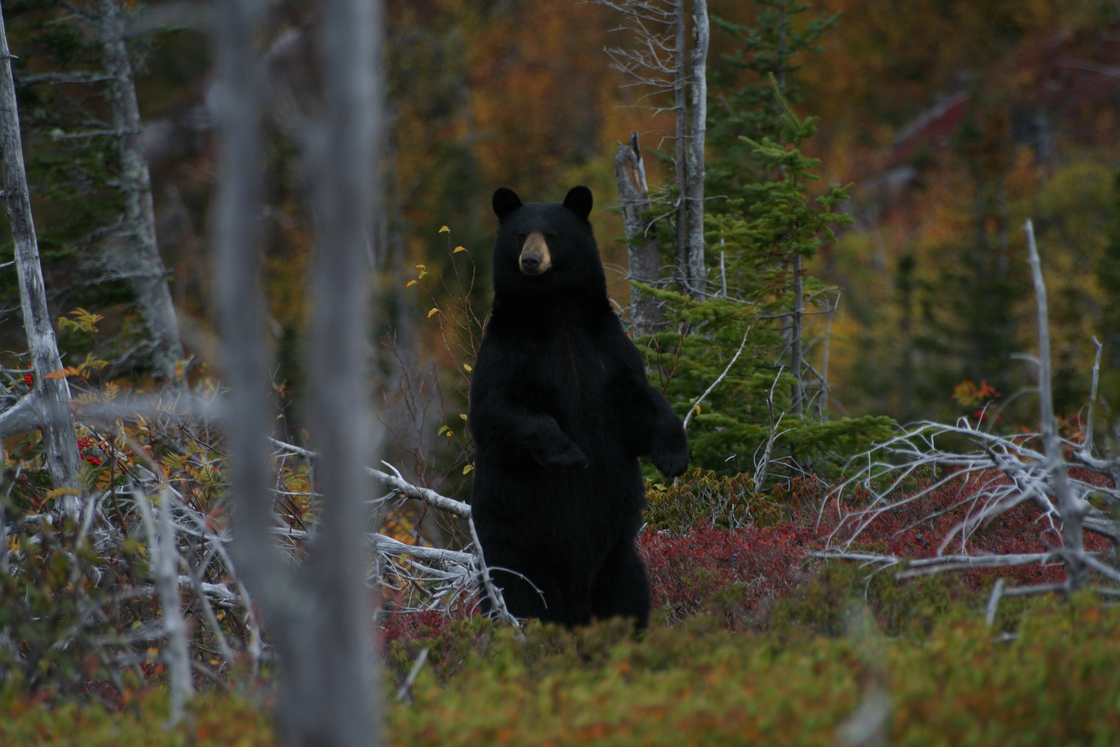 Black bear in Canada