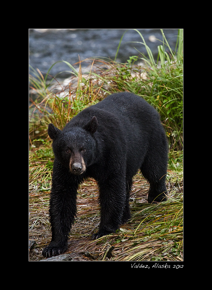Black Bear - Valdez, Alaska 2012