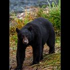 Black Bear - Valdez, Alaska 2012
