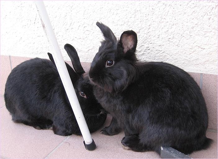 black beauties